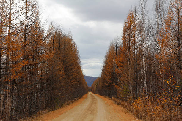 A dirt road lined with autumn - colored trees under a cloudy sky, presenting a natural rural landscape.