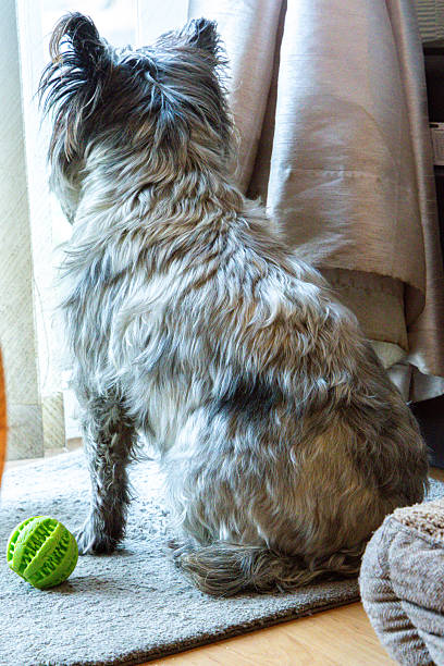 istock A Cairn Terrier Dog Taking A Rest 2241792295