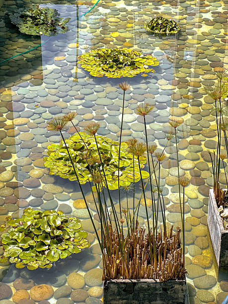 A tranquil water garden with floating green plants and decorative river stones. Minimalist and zen landscaping design in bright natural light.