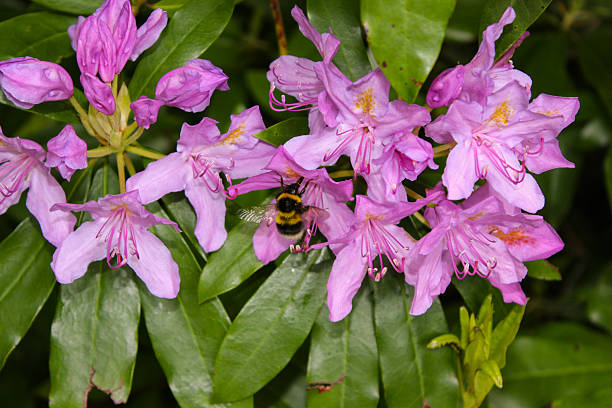A buff-tailed bumblebee (Bombus terrestris) also know as a large earth bumblebee, gathering pollen from a cluster of pinkish-purple flowers on a common rhododendron (Rhododendron ponticum) also known as pontic rhododendron, in early summer near Pontypool, Torfaen in South Wales, UK