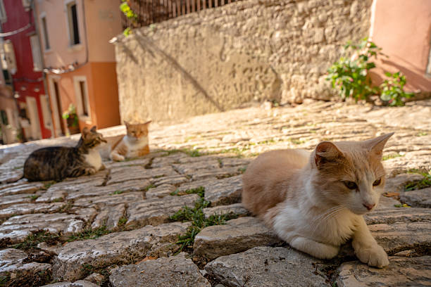 istock Three relaxed cats rest on warm cobblestones in the afternoon light, forming a tranquil scene of quiet harmony against pastel old walls. 2241800377