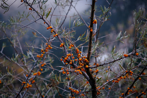 A sea buckthorn branch features densely packed, bright orange berries against a blurred background. Autumn harvest, vitamins, beneficial properties, and the beauty of nature.