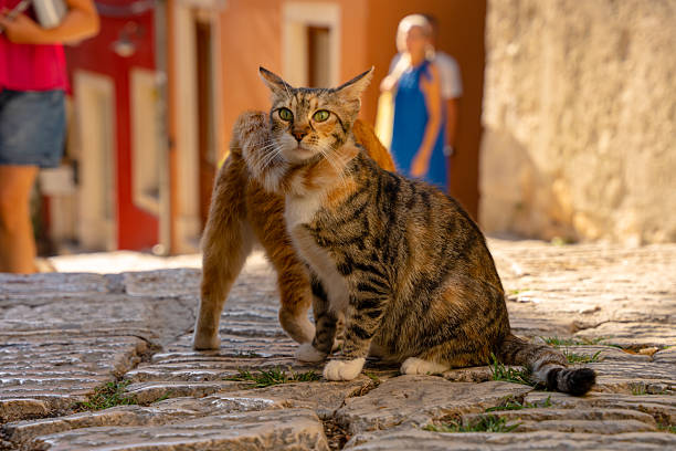 istock Two affectionate cats on a cobblestone alley, one wrapping its tail around the other's neck like a soft furry collar in a tender sunny moment. 2241801224