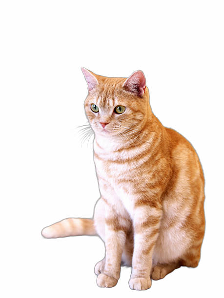 istock American Shorthair white background 2241801477