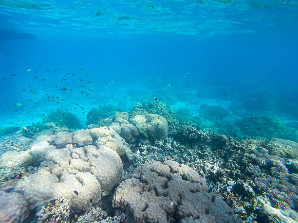istock Palau Vibrant Coral Sea Scene 2241801577