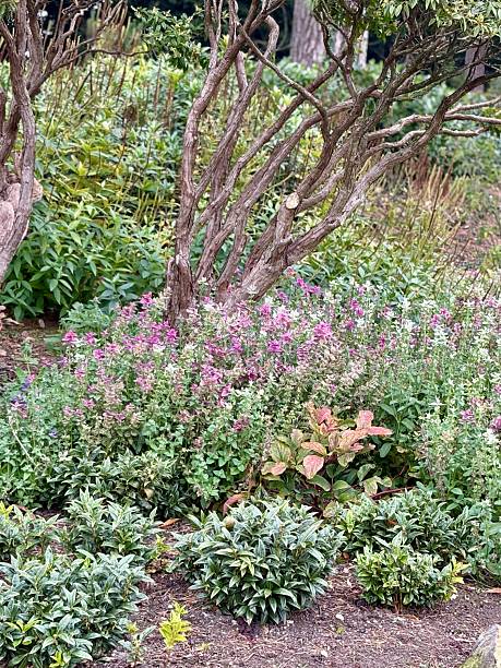istock A peaceful garden path bordered by small purple blossoms. Grassy plants and colourful leaves add texture, while a large oak tree shades the walkway under a soft, calm sky. 2241803644