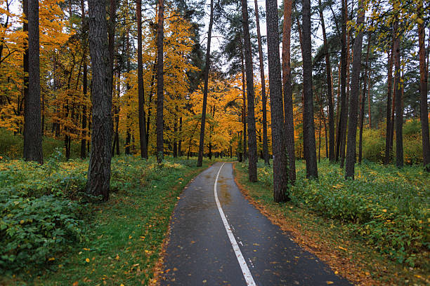 Beautiful autumn forest path surrounded by tall trees with golden leaves, creating a peaceful and scenic atmosphere in nature.