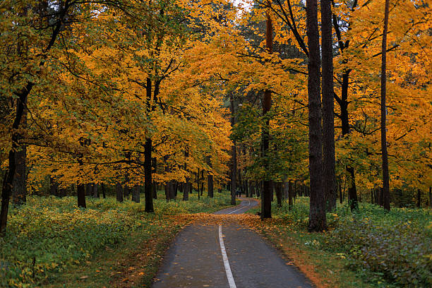 Tranquil park pathway surrounded by bright autumn colors and tall pine trees. Autumn forest road with yellow and orange leaves, surrounded by tall trees. Peaceful fall landscape with a winding path