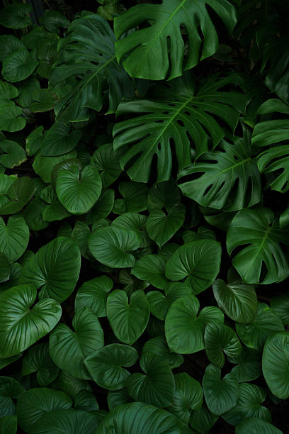 istock Green tropical natural leaves background image 2241806979