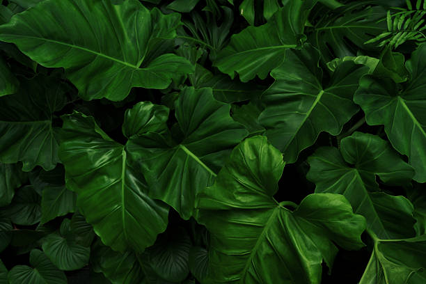 The Alocasia Macrorrhiza is one of the largest Alocasia, Also known as the Giant Taro leaves and Borneo Giant it is an imposing plant. Giant taro has the largest un-split leaf in the world