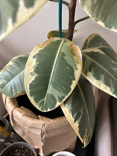 istock Ficus elastica leaf with brown spots and damage, variegated rubber plant disease 2241809519