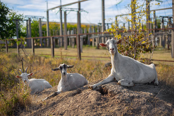 Three domestic goats resting in a sunny rural field with an electricity substation in the background