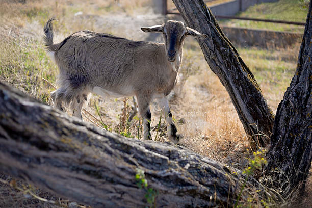 Goat standing in a rural field next to tree trunks on a sunny day