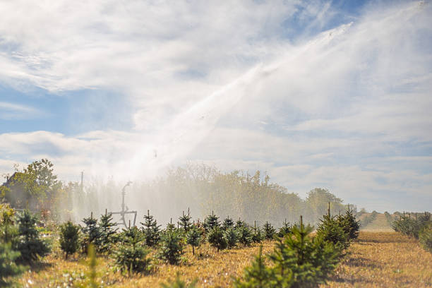 Growing Christmas trees are being watered by an agricultural irrigation system on a sunny day