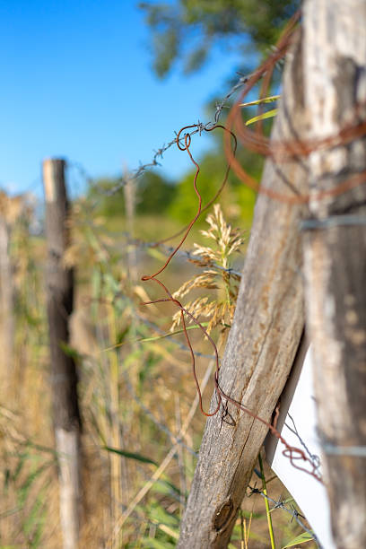 istock Barbed wire fence with rustic wooden posts separating land 2241811501