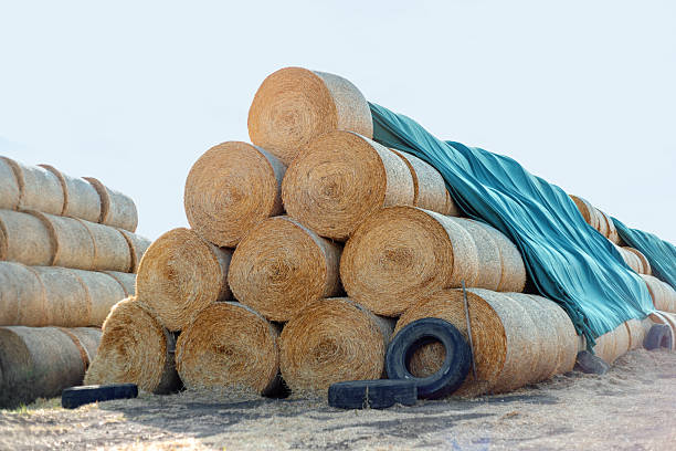 Round hay bales stored outdoors under a blue tarp with tires on a sunny day