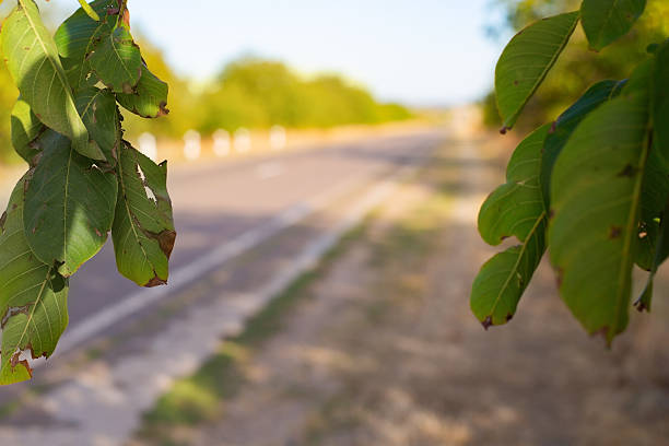 Green leaves framing a long, blurred rural road stretching into the distance under summer sun
