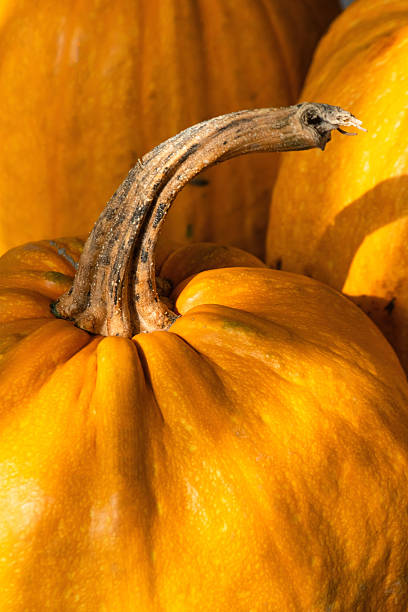 istock Pumpkins at home in the morning 2241812863
