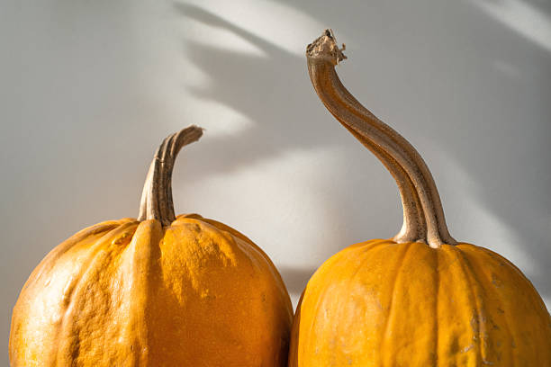 Fairy Godmother and pumpkin shadow puppets, copy space background.