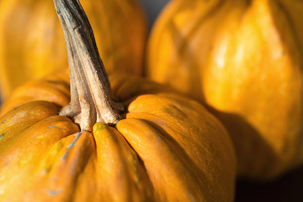 istock Pumpkins at home in the morning 2241812918
