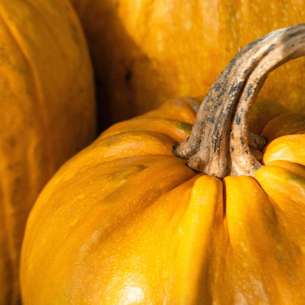 istock Pumpkins at home in the morning 2241813034