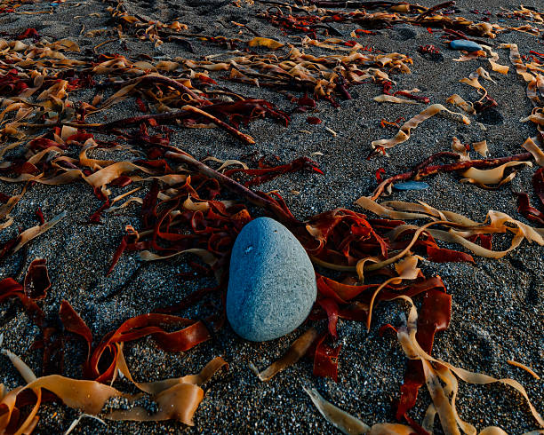istock A single smooth, blue stone sits on a dark sandy beach. Brown and red seaweed is scattered around the stone and across the sand. The beach is located in Sheep Cove, Ireland. 2241813417