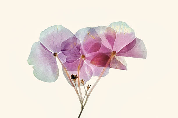 istock Dried and pressed petals of hydrangea flower hortensia 2241815735