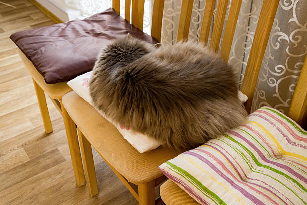 A fluffy cat curls up on comfy cushions placed on wooden chairs in a warm room. Sunlight filters through a window, creating a peaceful atmosphere.