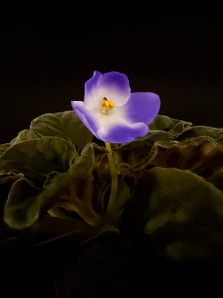 Single purple violet flower blooming in darkness with soft lighting and deep shadows, macro botanical still life composition