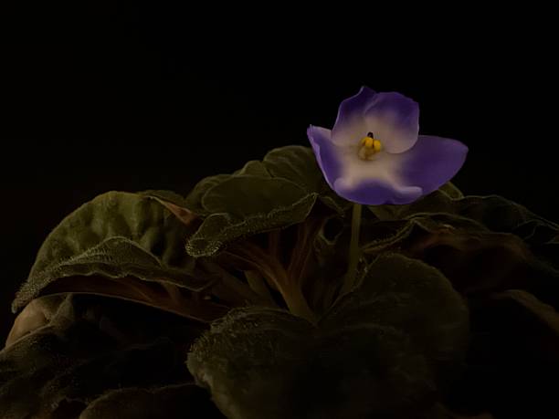 istock Single purple violet flower blooming in darkness with soft lighting and deep shadows, macro botanical still life composition 2241821669