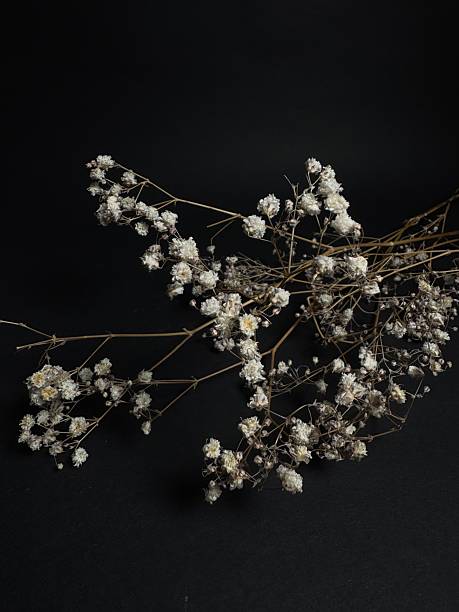 istock Dry gypsophila flowers on dark background, minimalist botanical still life with delicate texture and golden light tones 2241824607