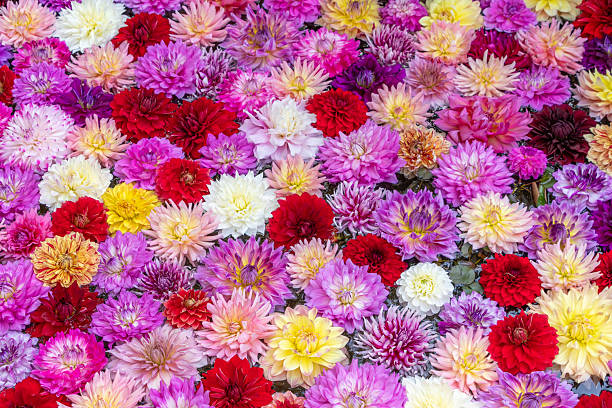istock Colorful Dahlia Petals Floating on Water 2241825912