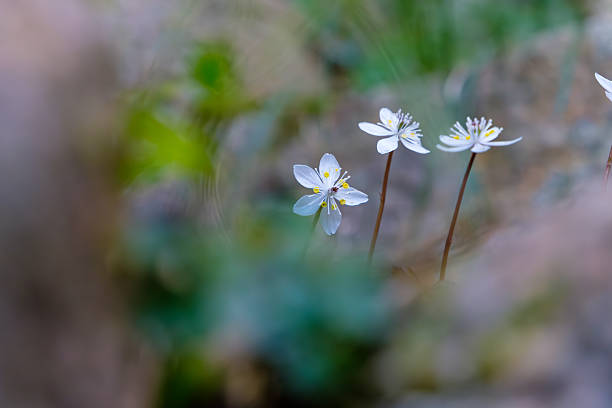 istock White Wildflowers in Gentle Light 2241825913