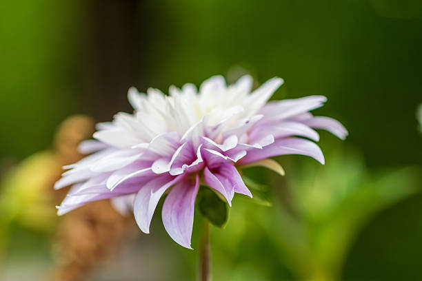 A delicate lavender and white dahlia flower in full bloom, captured in soft focus against a lush green background.