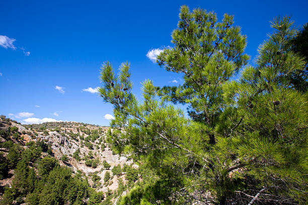 istock Pine trees in the rocky area 2241826904
