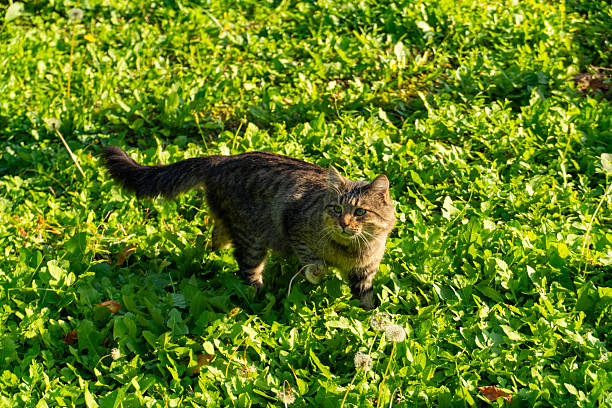 Alert tabby cat standing on lush green grass during golden hour, looking at camera with curious expression in natural outdoor setting