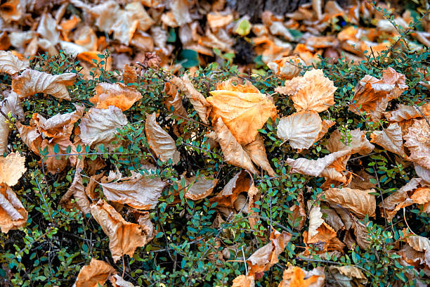 Autumn-colored leaves lie on the ground