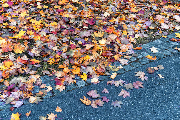 istock Autumn-colored leaves lie on the ground 2241830024