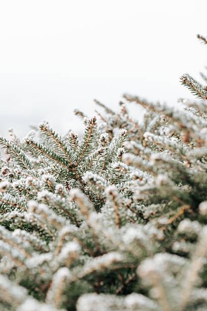 istock Close-Up of Snowy Evergreen Branches 2241830780