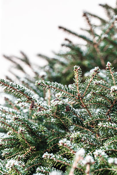 istock Close-Up of Frosty Pine Needles 2241830810
