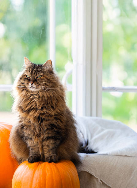 istock Adorable siberian cat in Halloween time 2241832081