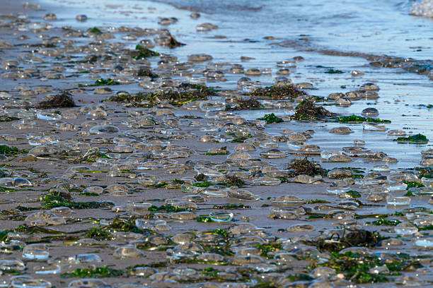 Salp on the sand. On the Pacific Ocean near Fort Stevens State Park. Located at Warrenton, Oregon. Often referred to as Astoria, Oregon.