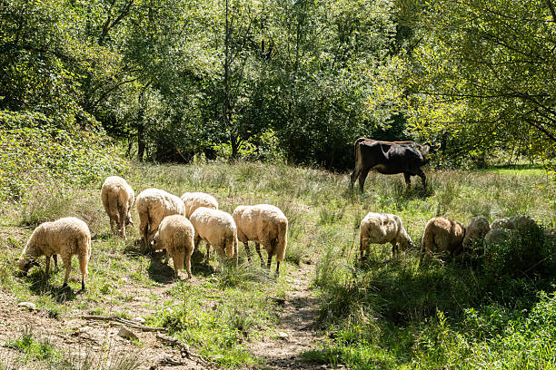 istock Sheep Herd Grazing Mountain Pasture Pastoral 2241833071