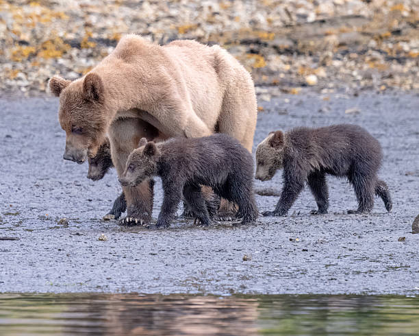 istock Blondie and Her Cubs 2241834369