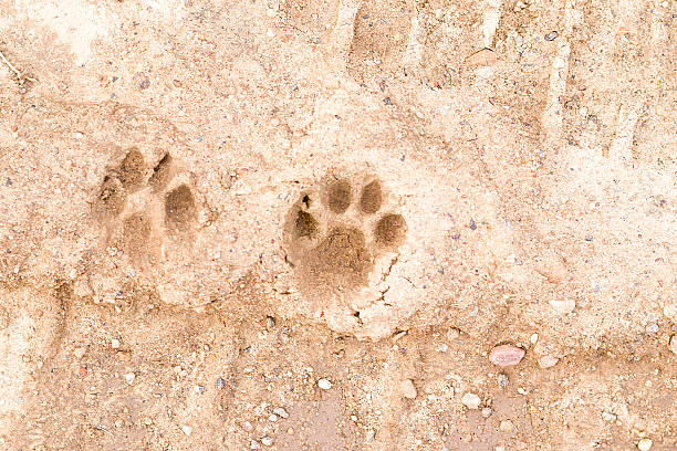 dog footprints in the beach