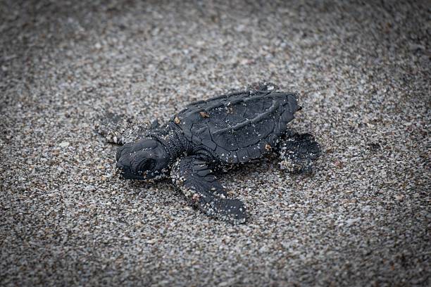 istock Baby sea turtle on sandy beach. 2241841447
