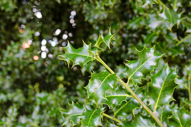 istock Ilex aquifolium Green Pillar is an extraordinary tree with glossy foliage with sharp thorns. Beautiful natural green background 2241844522
