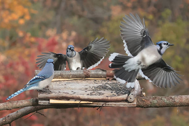 istock Blue Jays fighting for food in fall 2241845335