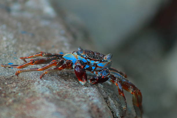 crab, crab red, crustacean, animals, animal, marine, beautiful, nature