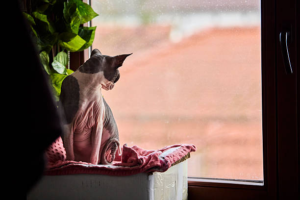 istock Sphynx cat resting by window in warm sunlight 2241847116